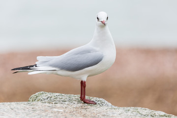 SEAGULL ON ROCK