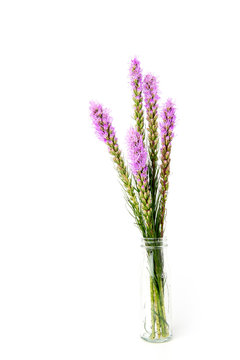 Magenta, purple, violet, Liatris flower in glass bottle on isolated white background.