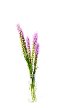 Magenta, purple, violet, Liatris flower in glass bottle on isolated white background.