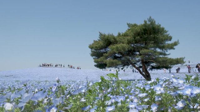 Slow motion - Tourist enjoy with A lonely huge tree on the hill with the sea of blue flowers (Nemophila or Baby Blue Eye) blossoming at Hitachi Seaside Park in spring under blue sky at Ibaraki, Japan