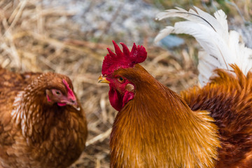 Red Rooster Close-up on a Sunny Day