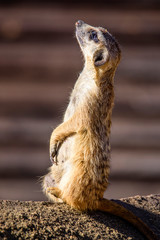 Meerkat (Suricata suricatta), also known as the suricate.