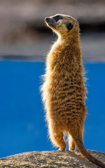 Meerkat (Suricata suricatta), also known as the suricate.