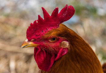 Red Rooster Close-up on a Sunny Day