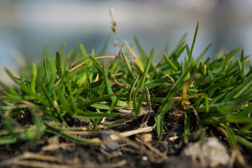 Little patch on grass on a bank of danube