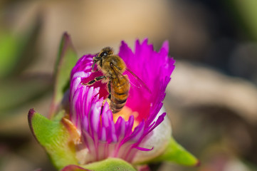 Honey bee crawling on a Purple Flower