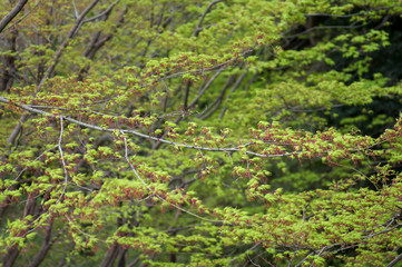 カエデの新葉