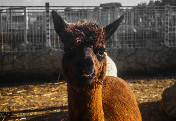 Portrait of an Alpaca © Sandro