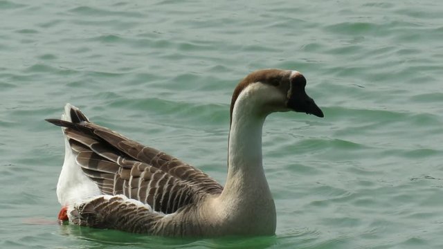 Anser cygnoides