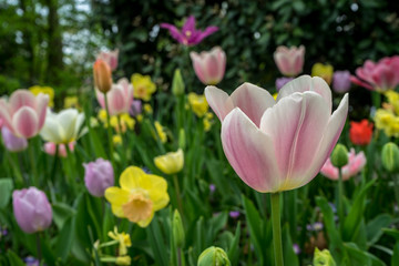 Netherlands,Lisse, a close up of a flower