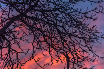 Bare Tree With a Bright Pink Sunrise Background