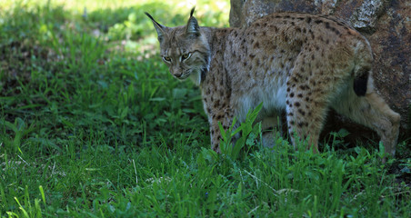 Naklejka na ściany i meble Lynx dans l'ombre de la forêt