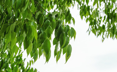 green leaf on tree background