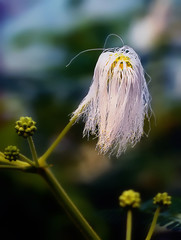 dandelion in grass