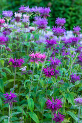 Fototapeta premium Monarda balmy purple - beautiful flowering plants in the meadow. Spring background.