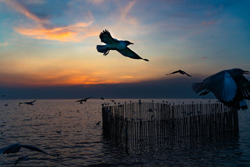 Seagull flying in the sky sunset over the sea Thailand.