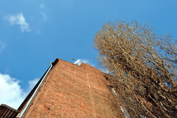 Old poplar tree without leaves, red brick building wall on winter bright blue sky background, view...