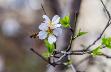 Fruit Tree Blossoms in Spring in Southern Italy