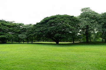 Fototapeta na wymiar Green field and big tree landscape background
