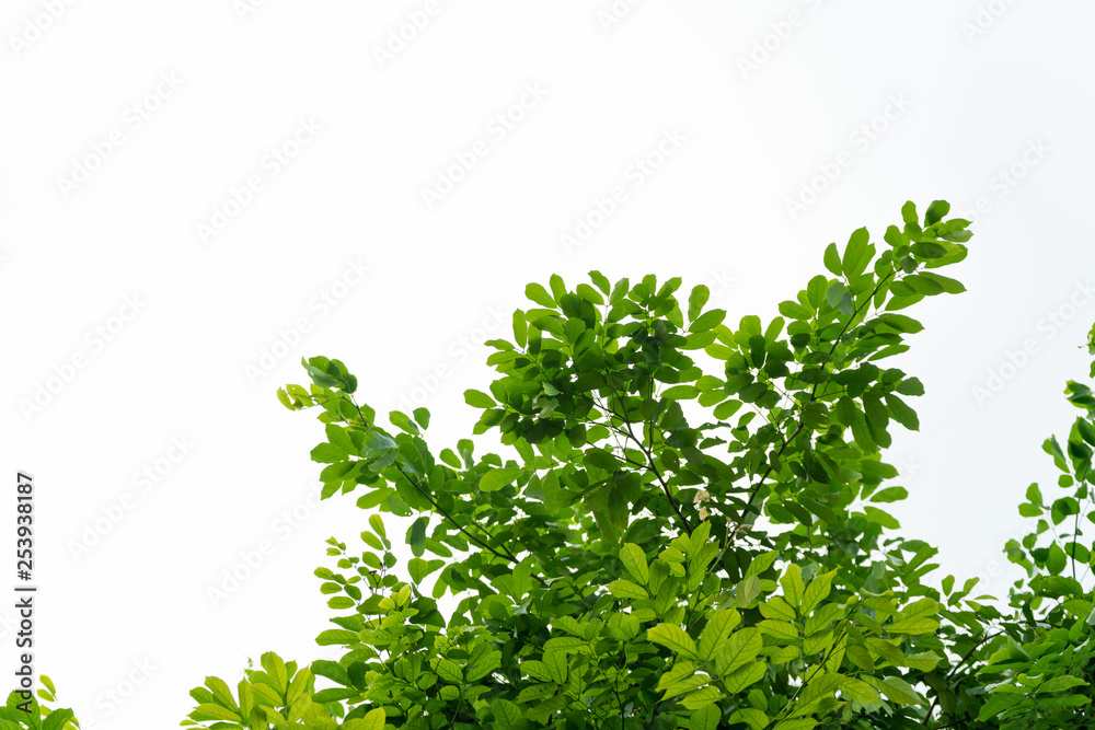 Poster tree leaves and branch foreground on white background