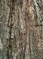 Bark old wood texture background