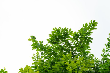 Tree leaves and branch foreground on white background