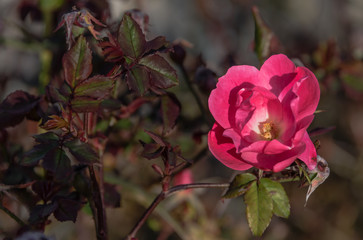Close-up of a Bright Pink Rose Blooming on a Sunny Italian Day