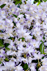 Orchid in greenhouse