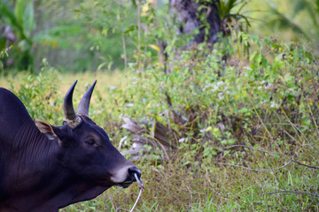 The cow had horns that the cape used to fight.