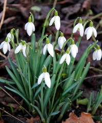 Snowdrops (Galanthus nivalis) 