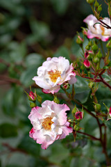Fototapeta na wymiar Pink roses in garden