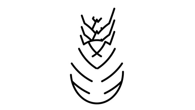 line icon animation pineapple