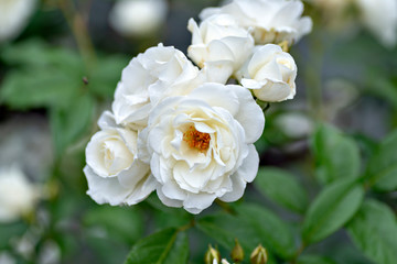 white rose in garden