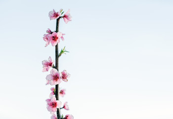 apple tree blossom on branch