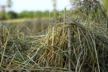 Rice plants that have been harvested