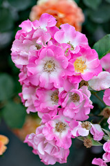 Pink roses in garden
