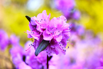 Very fragrant purple flowers of rhododendron.