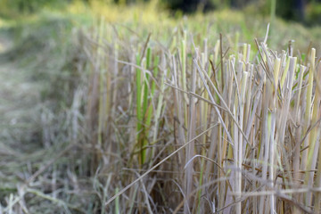 Rice plants that have been harvested