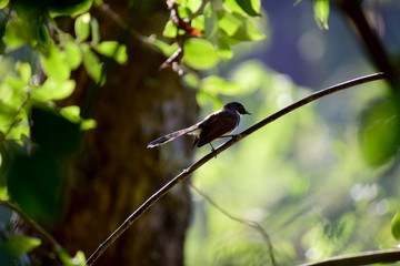 Bulbul on a branch