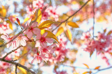 Pink cherry blossoms are blooming beautifully.