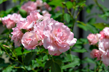 Pink roses in garden