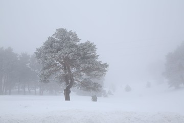 spectacular snow scenes .artvin/savsat/turkey
