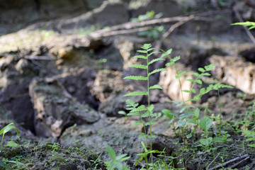 Small fern Growing