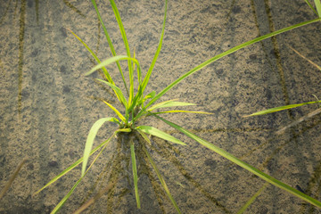 Isolated rice plant taken from a top view