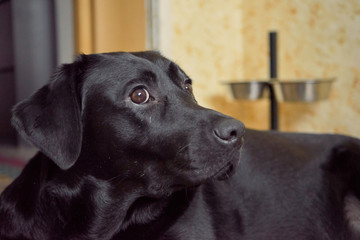 black dog play and sleep