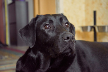 black dog play and sleep