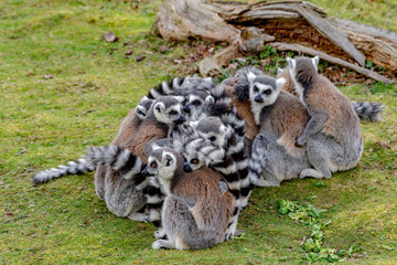 Zoo Thoiry