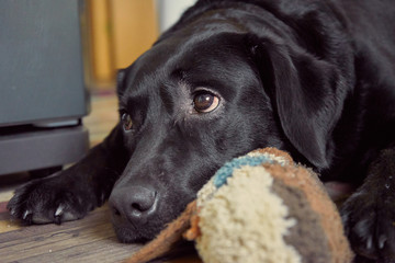 black dog play and sleep