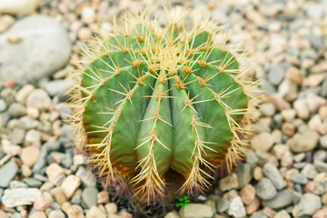 close up of cactus among stones