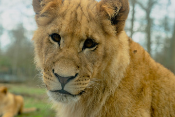 Lion